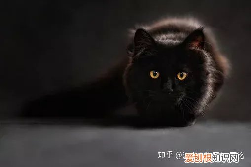 猫咪的驱虫狗能用吗，宠物知识科普：猫狗为什么要驱虫？养宠家长看过来！