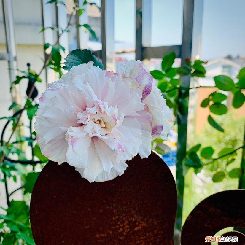 家庭养花技巧与禁忌，养花时忌讳的4件事，经常做相当于“杀死花卉”，最后只剩个空盆