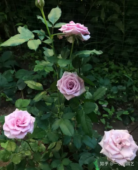 容易养活的室内盆栽花，干货| 室内养花，记住这八点，养活1000盆花！