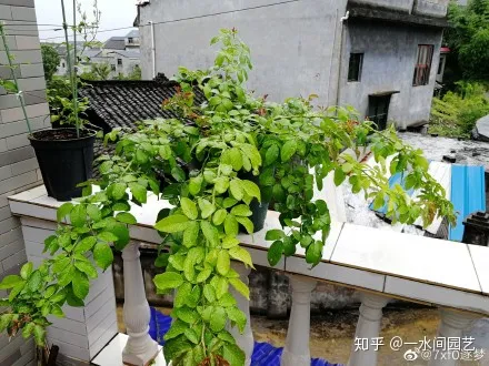 容易养活的室内盆栽花，干货| 室内养花，记住这八点，养活1000盆花！