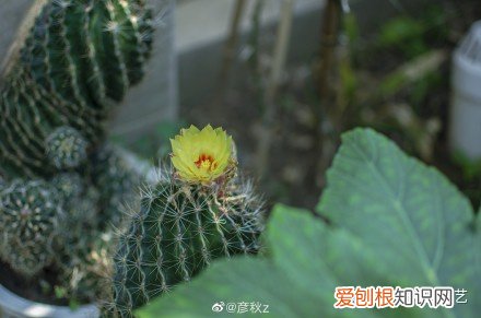 容易养活的室内盆栽花，干货| 室内养花，记住这八点，养活1000盆花！