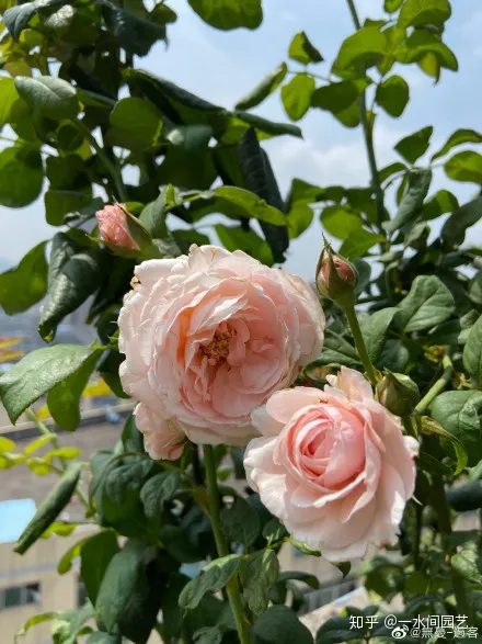 容易养活的室内盆栽花，干货| 室内养花，记住这八点，养活1000盆花！