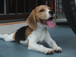 狗每天要喝多少水 狗狗一天需要喝多少水？太多或太少都不行！