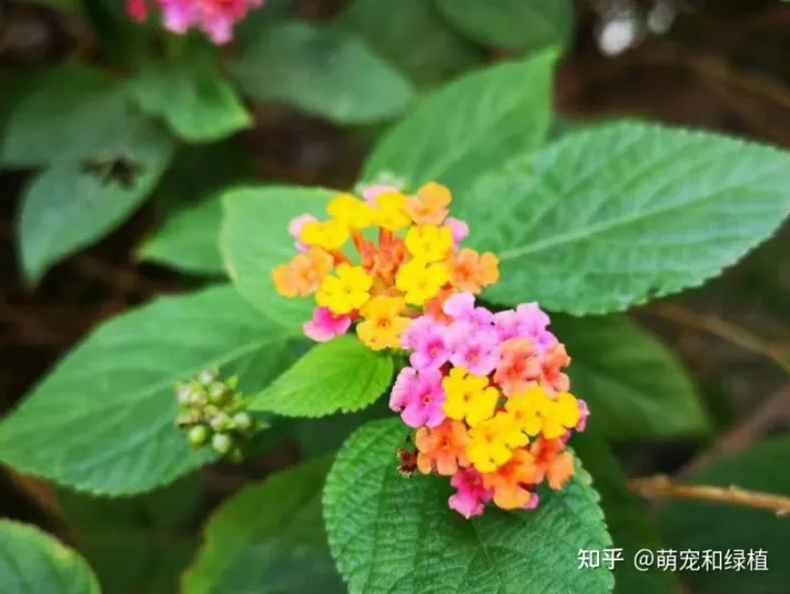 室内养花有哪些注意事项和要求图片，室内养花有哪些注意事项？