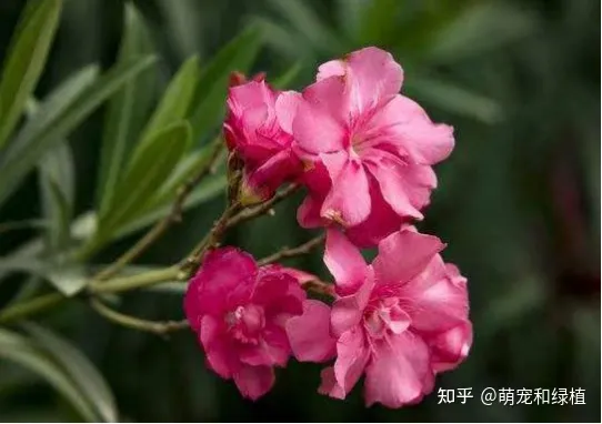 室内养花有哪些注意事项和要求图片，室内养花有哪些注意事项？