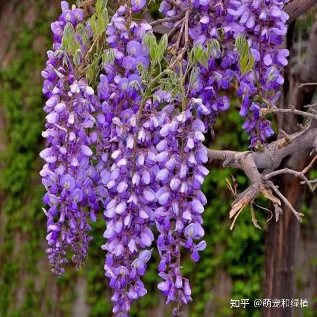 室内养花有哪些注意事项和要求图片，室内养花有哪些注意事项？