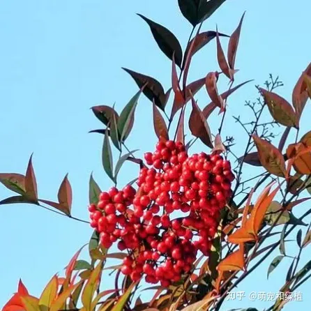 室内养花有哪些注意事项和要求图片，室内养花有哪些注意事项？