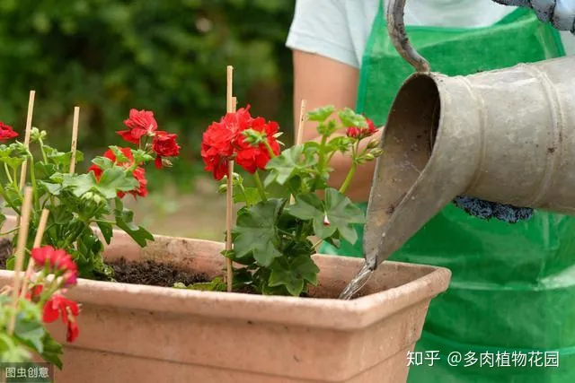 种花养花常识，家庭养花注意这几个方面，养一盆活一盆