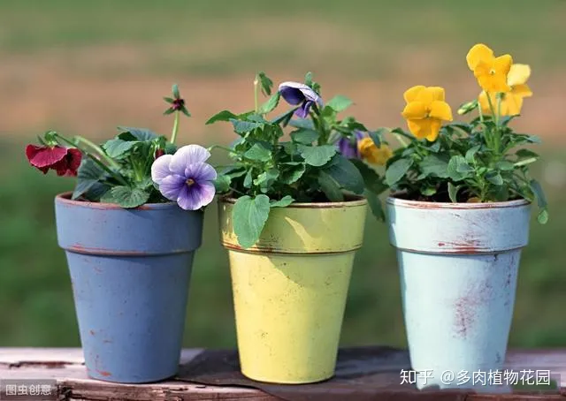 种花养花常识，家庭养花注意这几个方面，养一盆活一盆