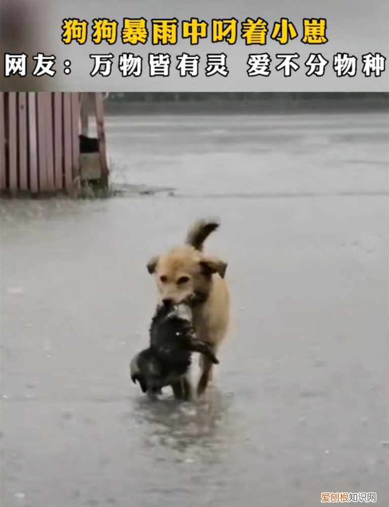 和他在雨中救小狗 暴雨中主人带狗狗撤离的瞬间！都要平平安安！