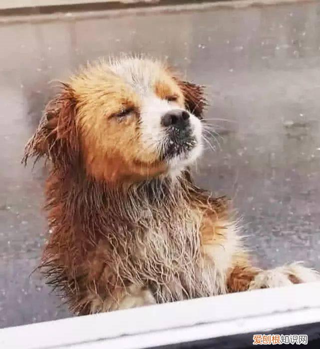 和他在雨中救小狗 暴雨中主人带狗狗撤离的瞬间！都要平平安安！