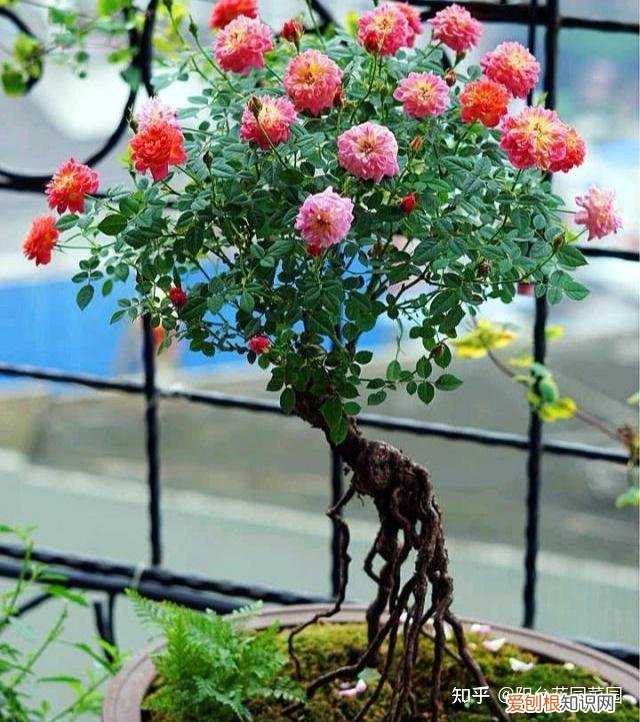 养花如何养,养花“高级感”,养小不养大,5个小技巧,价格翻一倍