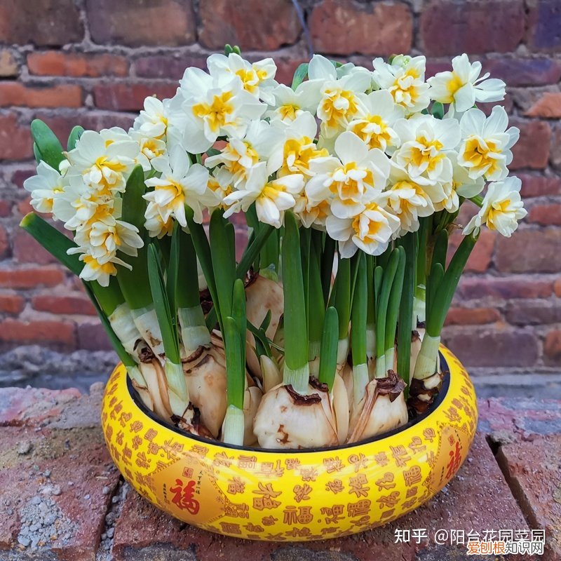 养花如何养,养花“高级感”,养小不养大,5个小技巧,价格翻一倍