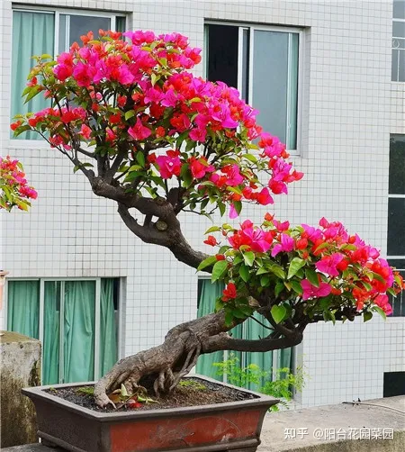 养花如何养,养花“高级感”,养小不养大,5个小技巧,价格翻一倍