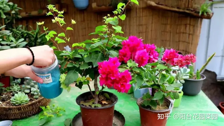 养花如何养,养花“高级感”,养小不养大,5个小技巧,价格翻一倍