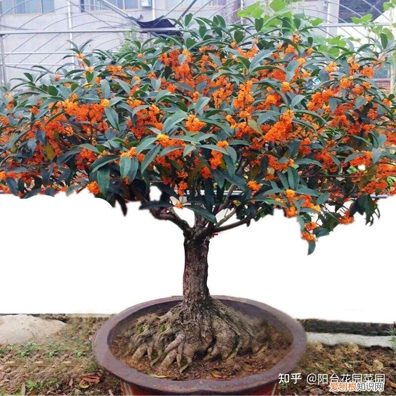 养花如何养,养花“高级感”,养小不养大,5个小技巧,价格翻一倍