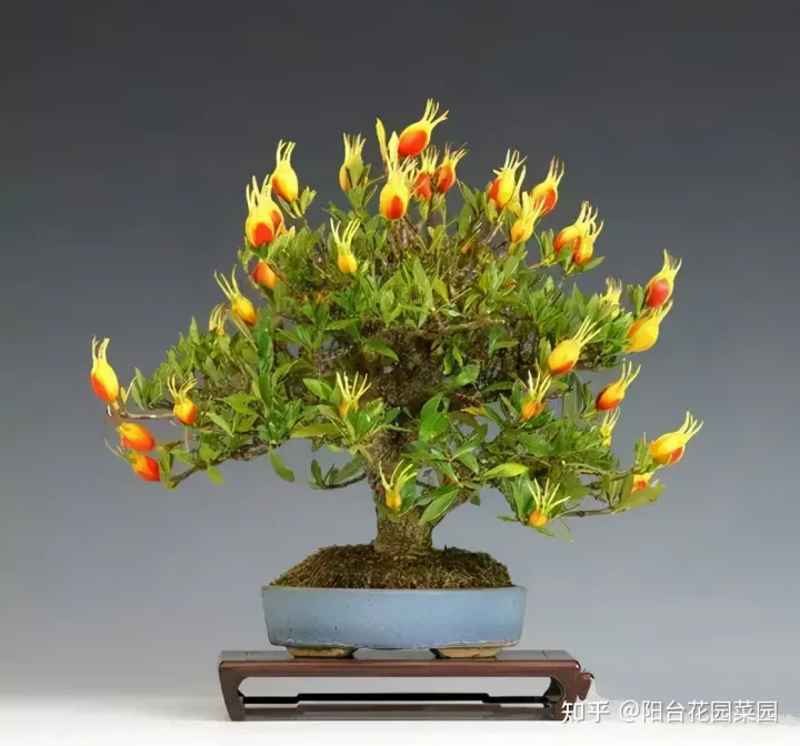 养花如何养,养花“高级感”,养小不养大,5个小技巧,价格翻一倍