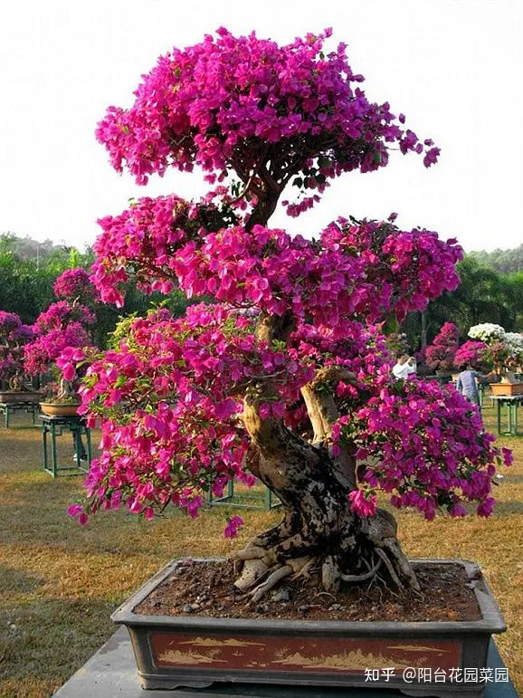 养花如何养,养花“高级感”,养小不养大,5个小技巧,价格翻一倍