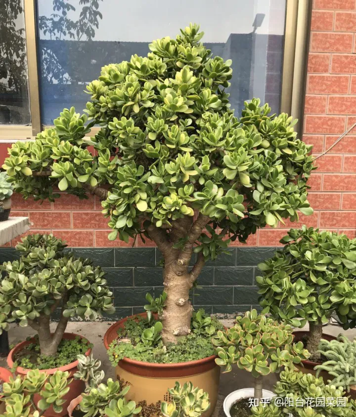 养花如何养,养花“高级感”,养小不养大,5个小技巧,价格翻一倍