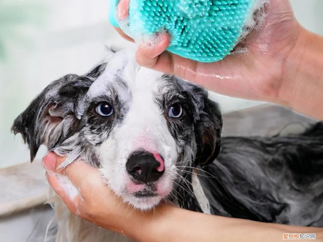 为什么不能给狗洗澡 警惕！这六种情况下不能给狗狗洗澡！