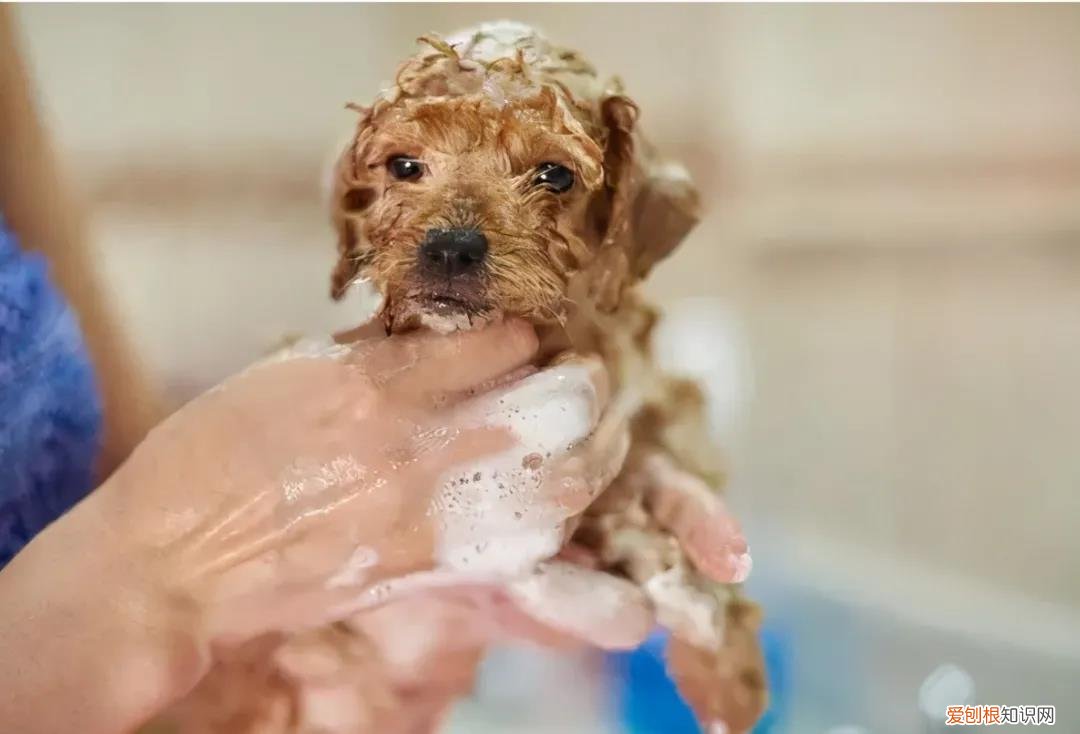 为什么不能给狗洗澡 警惕！这六种情况下不能给狗狗洗澡！