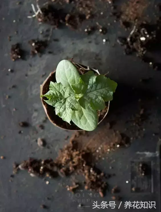 可以养很久的植物有什么，植物总是养不过3个月？身边的“废物”分分钟帮你解决