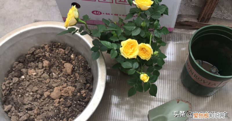 怎么样才能掌握养花的技巧，新手养花难，搞懂这6点，其实很简单