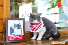 北京观复博物馆照片，北京必胜客联合观复博物馆观复猫发起“宠物友好”主题活动