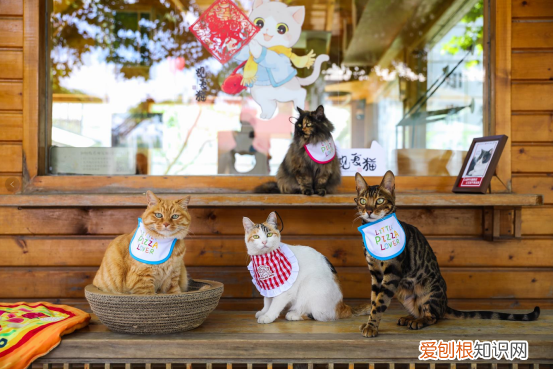 北京观复博物馆照片，北京必胜客联合观复博物馆观复猫发起“宠物友好”主题活动