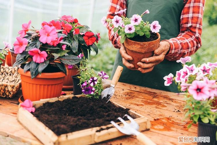 养花的技巧如何能养好花朵,养花哪有那么麻烦,记住养花“5要素”,新手能变老手,简单轻松
