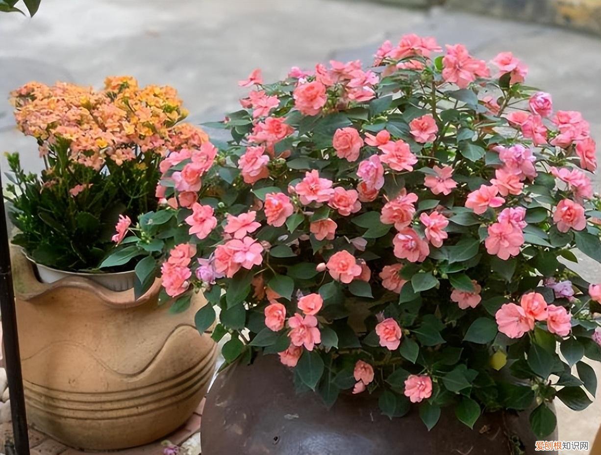 养花的技巧如何能养好花朵,养花哪有那么麻烦,记住养花“5要素”,新手能变老手,简单轻松