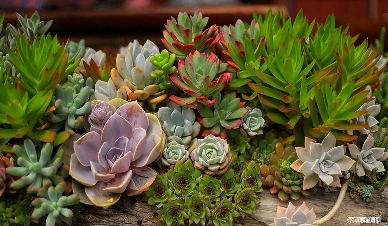 养花的技巧如何能养好花朵,养花哪有那么麻烦,记住养花“5要素”,新手能变老手,简单轻松