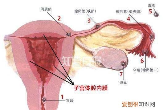 肝上去是什么意思，关于端午节的古诗