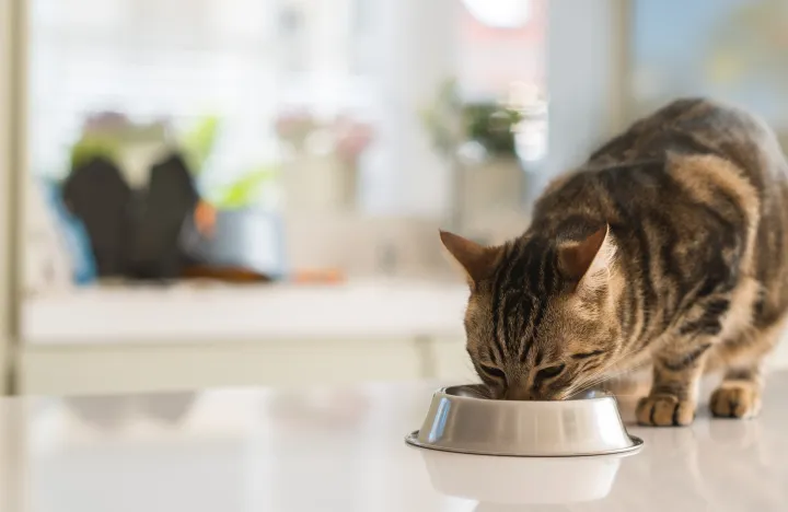 宠物猫需要补钙吗，宠物小知识——犬猫容易缺钙吗？