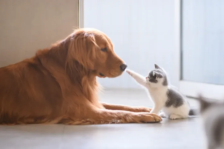 宠物猫需要补钙吗，宠物小知识——犬猫容易缺钙吗？