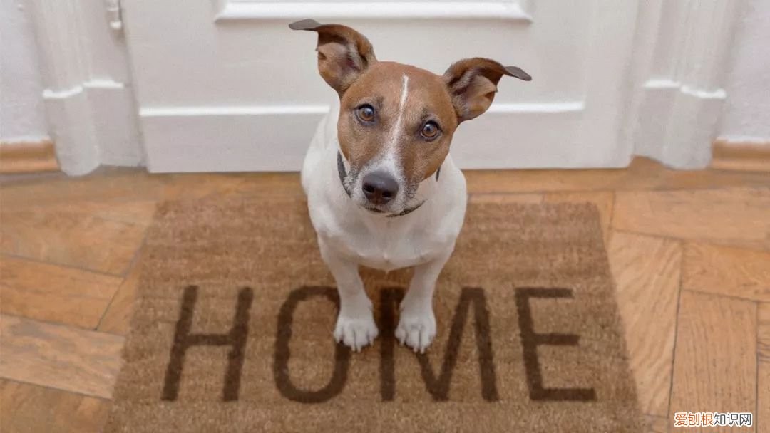 狗是来报恩的还是来报仇的 “报恩”的狗才有的特征，你家狗狗有吗？