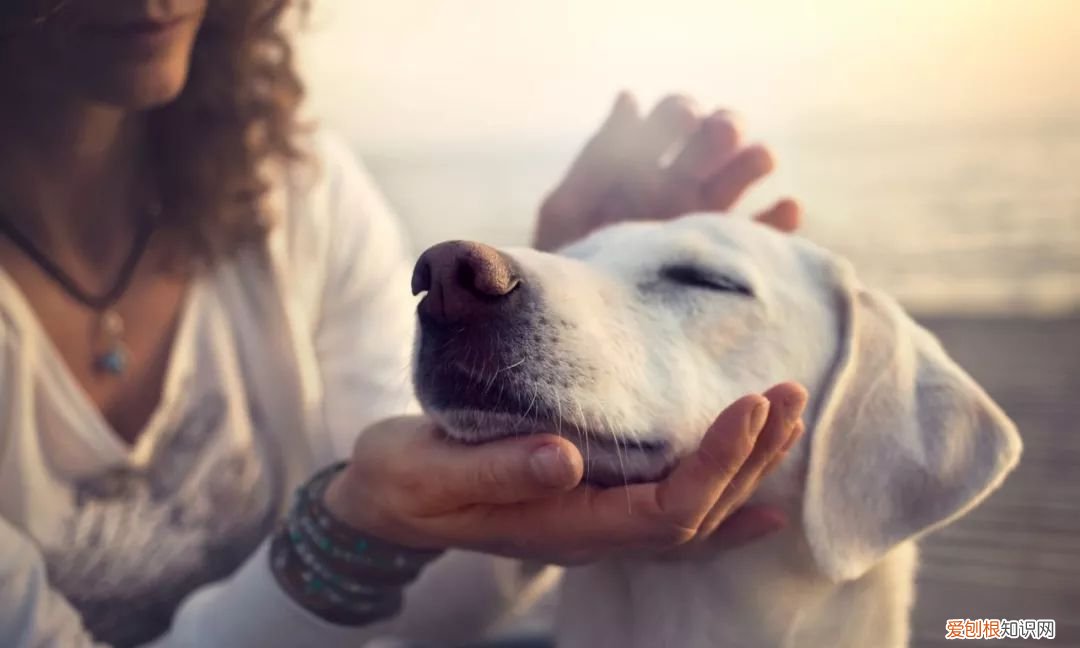 狗是来报恩的还是来报仇的 “报恩”的狗才有的特征，你家狗狗有吗？