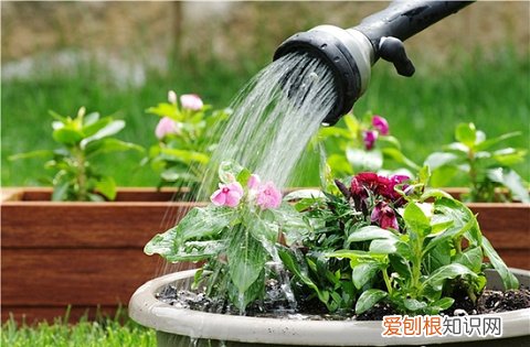18 家庭园艺水溶肥怎么用，【养花必看】园艺小知识——水溶肥、液体肥