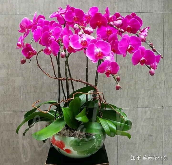 花开富贵好养吗，5种“富贵花”，适合过年养，漂亮又喜庆