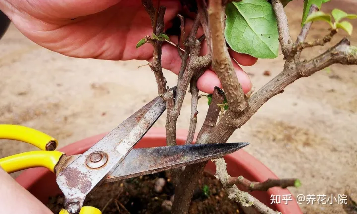 长春花冬天可以剪枝吗什么时候剪，家里有5种花，天冷记得剪一次，明年长得旺多开花