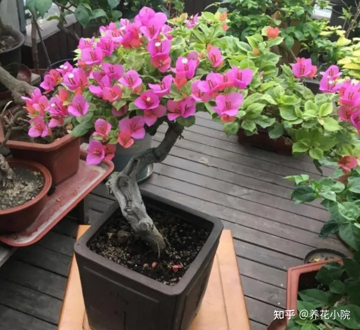 长春花冬天可以剪枝吗什么时候剪，家里有5种花，天冷记得剪一次，明年长得旺多开花