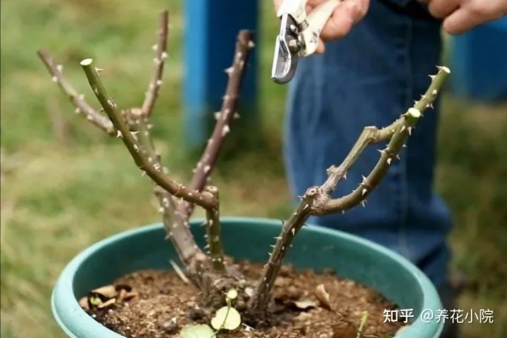 长春花冬天可以剪枝吗什么时候剪，家里有5种花，天冷记得剪一次，明年长得旺多开花