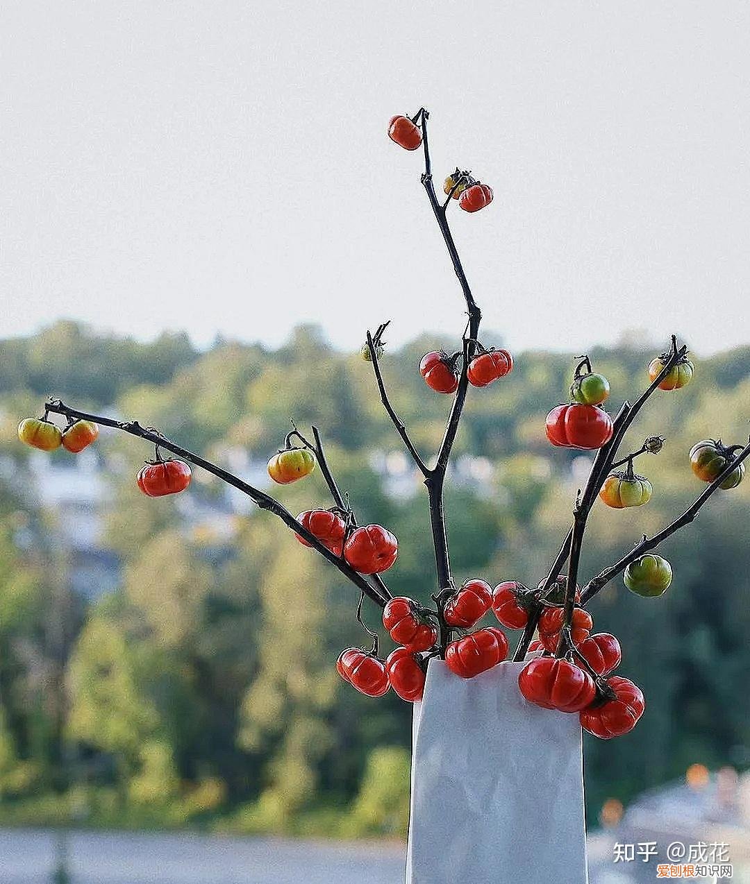 花卉养护管理方法有哪些，花艺师必学的花材养护篇！