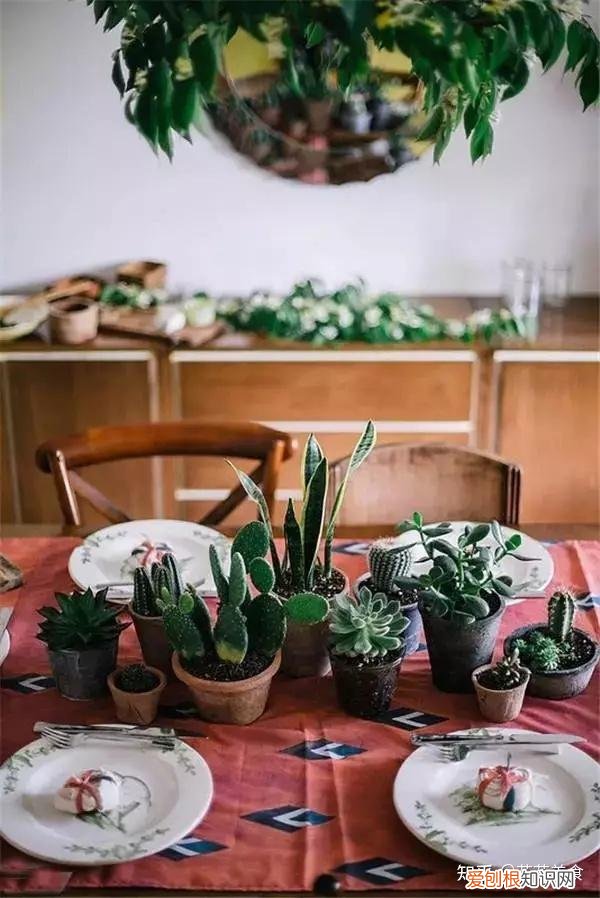 室内花卉植物大全，室内植物养护大全，养花10年总结出来的宝贵经验！