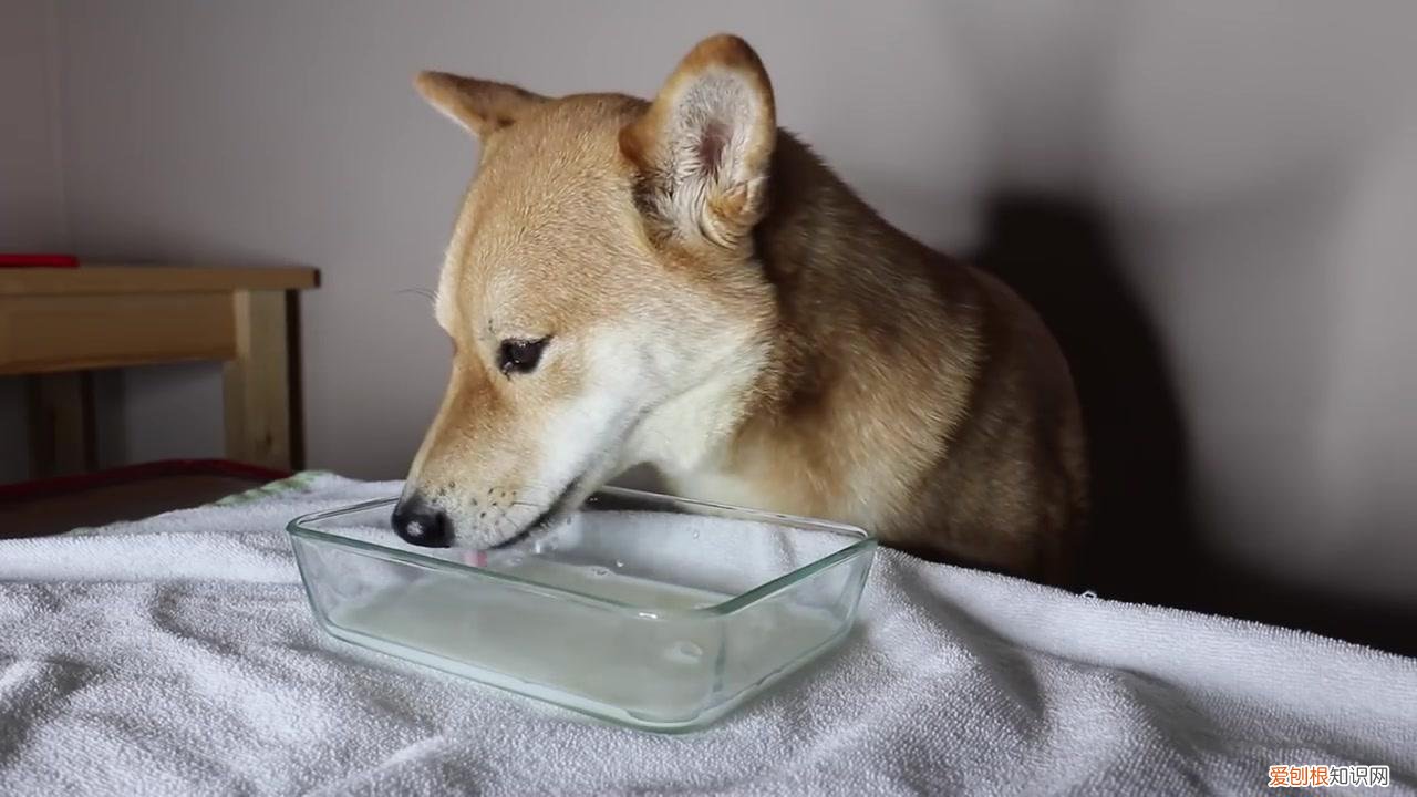 饲养宠物狗的注意事项，养宠必知的十点知识，主人照顾爱犬需注意细节，别因疏忽而懊悔