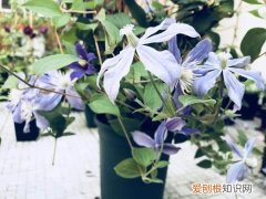 新手养什么花容易活，新手想养花有什么推荐的花以及注意事项？