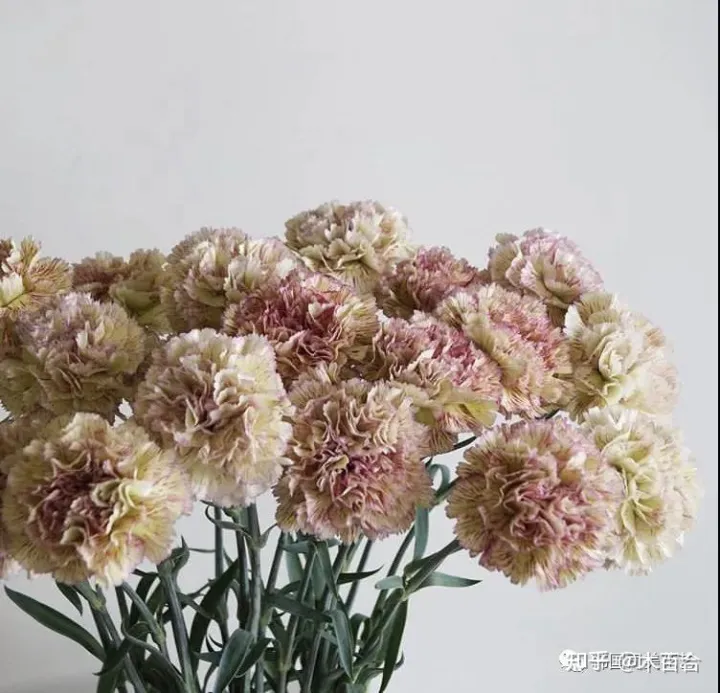 花材的养护，常用花材养护攻略，花艺师必看！