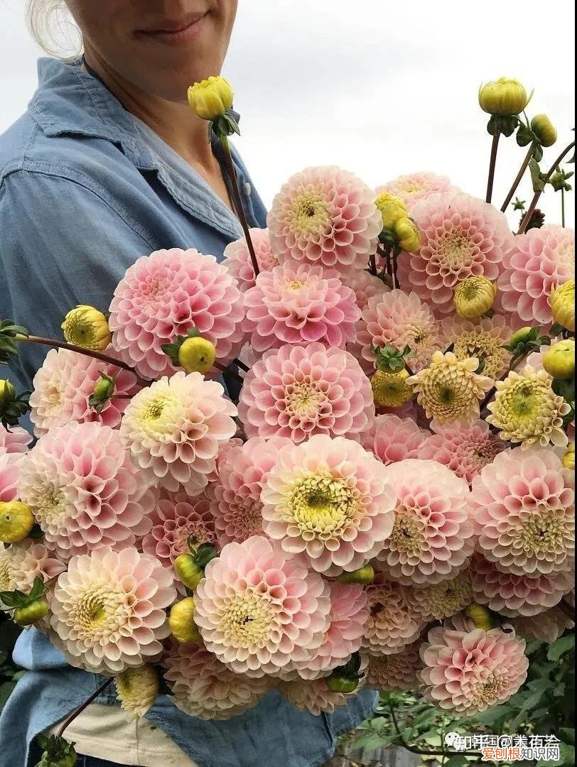 花材的养护，常用花材养护攻略，花艺师必看！