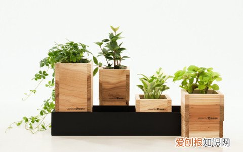 12 种植花卉土怎么配,【养花必看】园艺小知识——用了这样的配土,草花只能越长越好