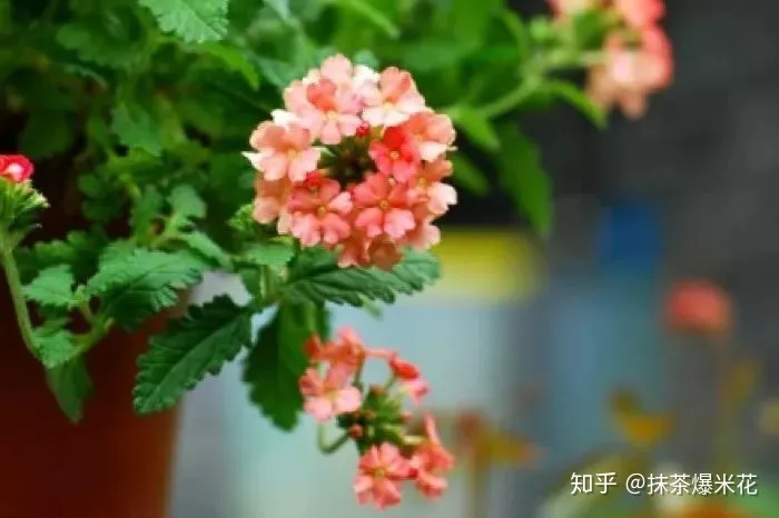 12 种植花卉土怎么配,【养花必看】园艺小知识——用了这样的配土,草花只能越长越好